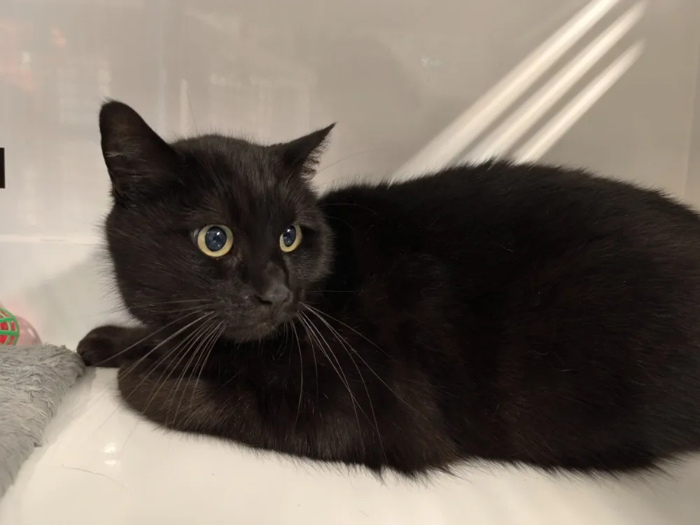 À l'adoption : Lulu