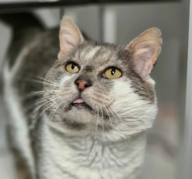 À l'adoption : Benedict