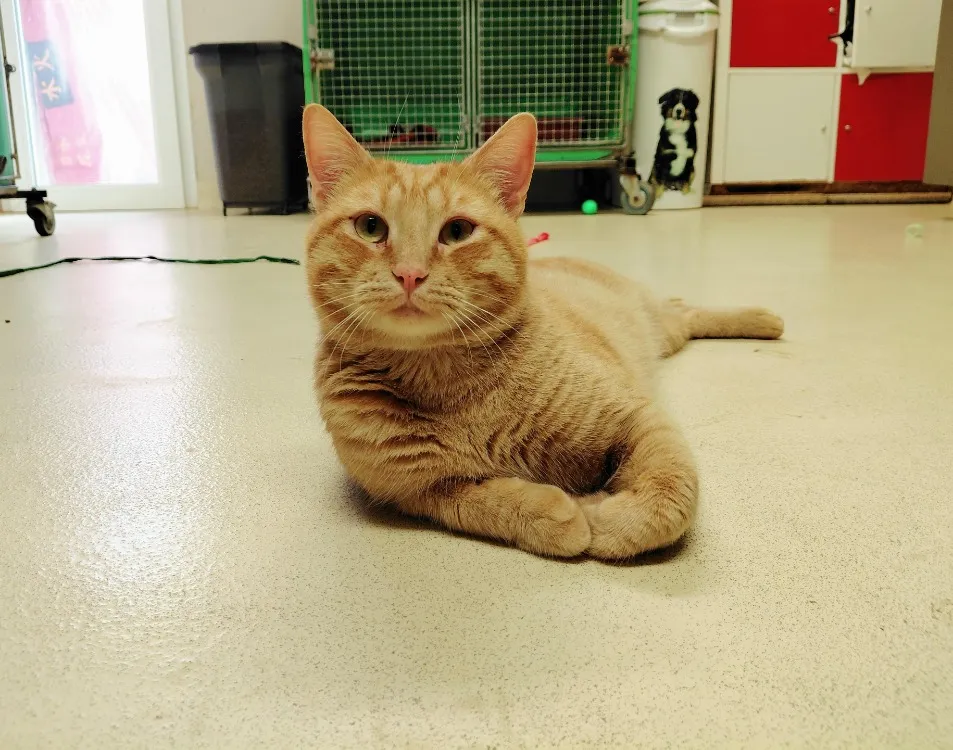 À l'adoption : Draco Pab28422