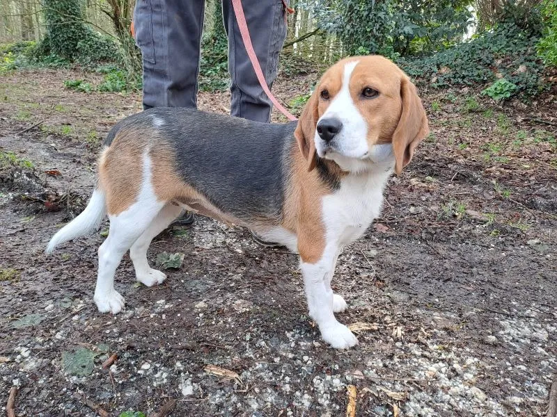 À l'adoption : Zaho