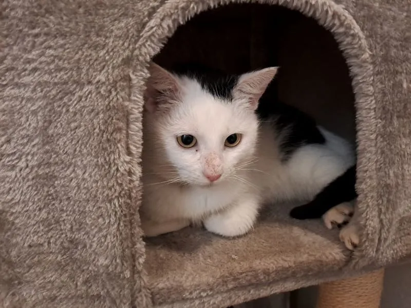 À l'adoption : Soka