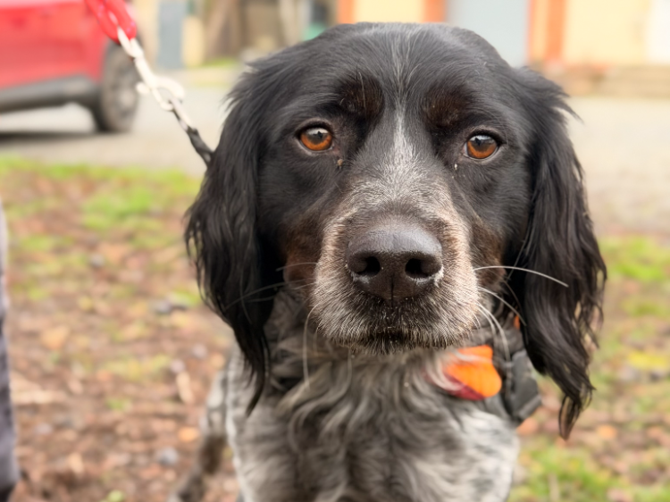 À l'adoption : Volt