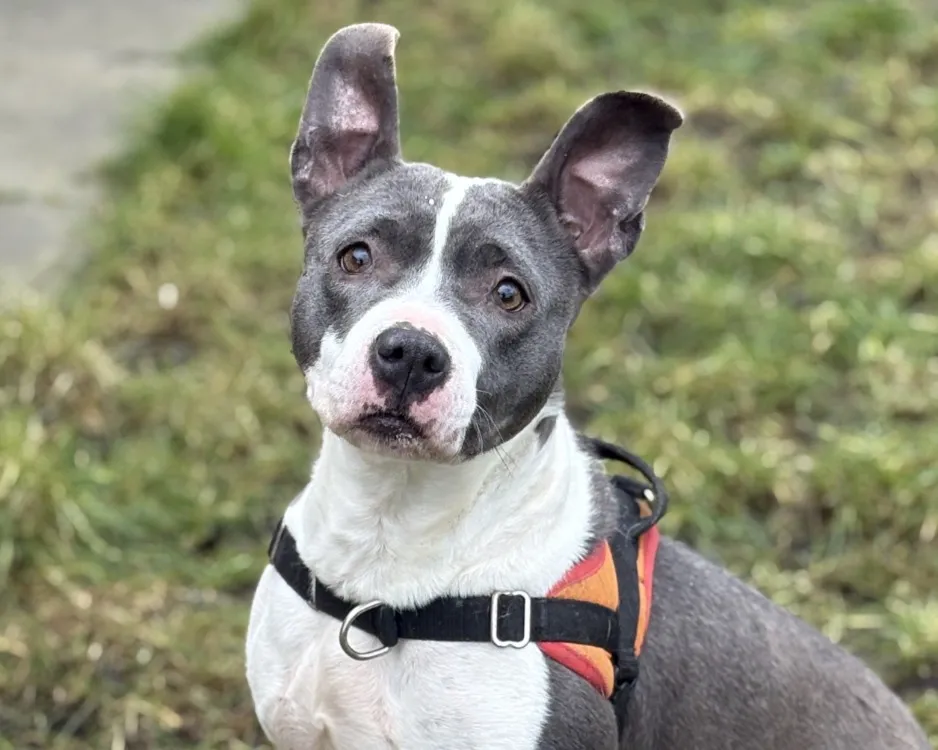 À l'adoption : Tania