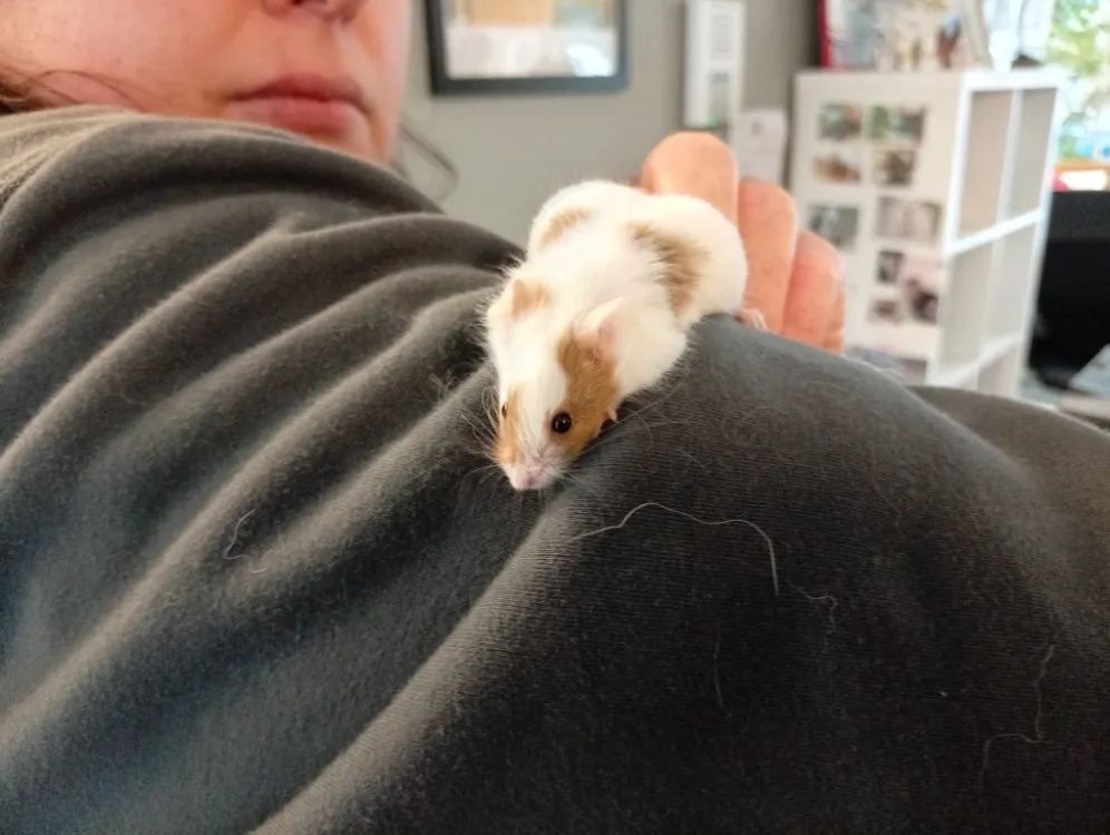 À l'adoption : Gelinotte