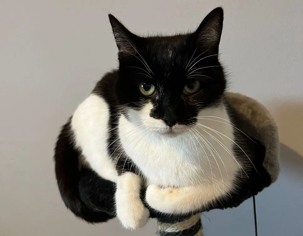 À l'adoption : Noumea