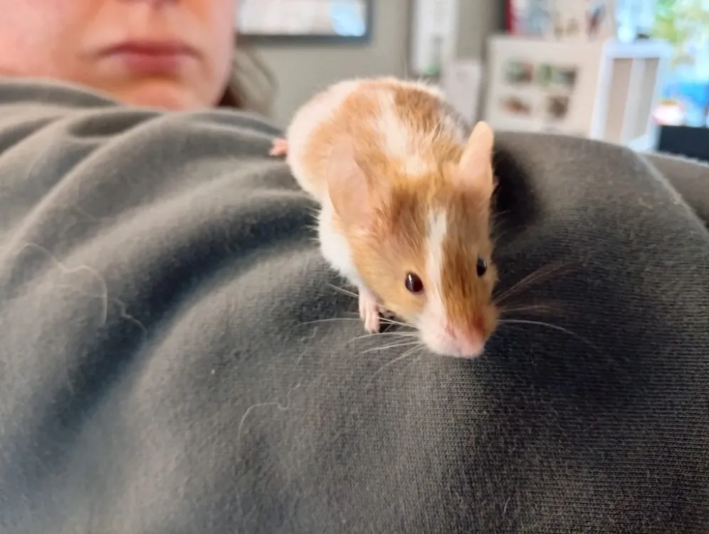 À l'adoption : Gisele