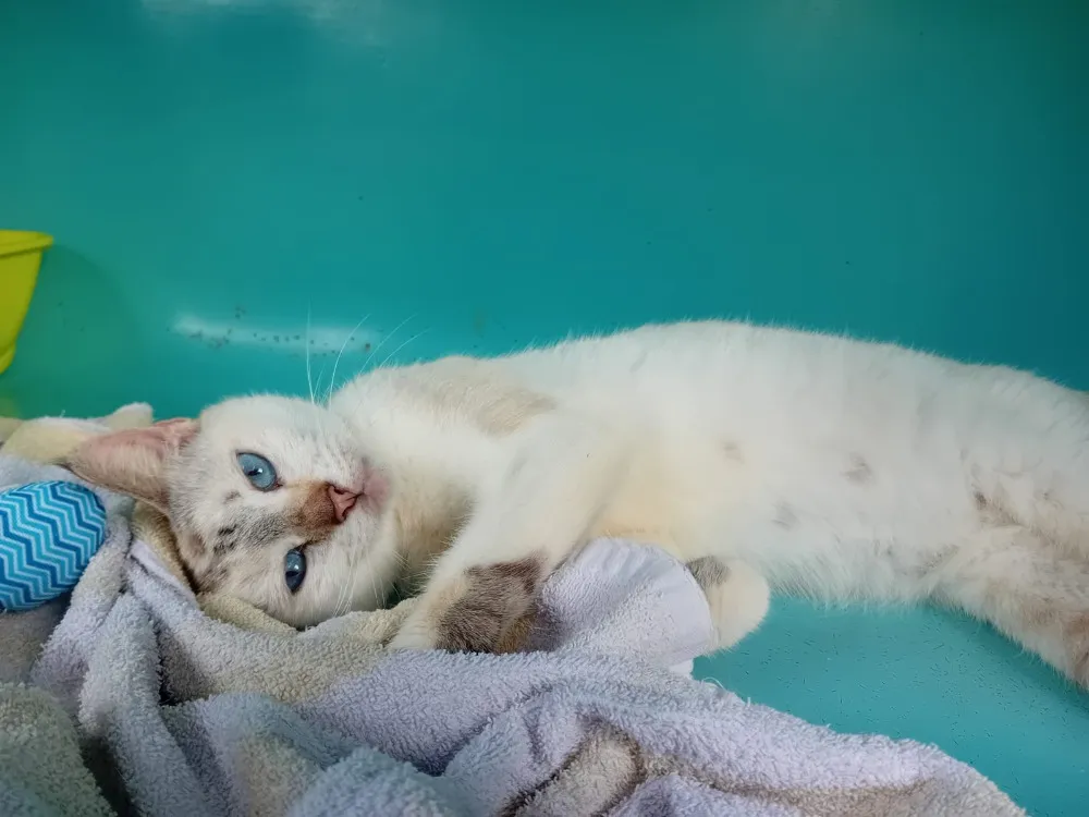 À l'adoption : Magma