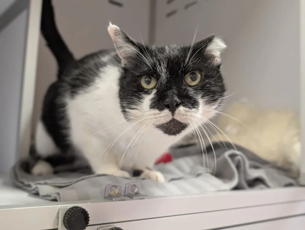 À l'adoption : Diego