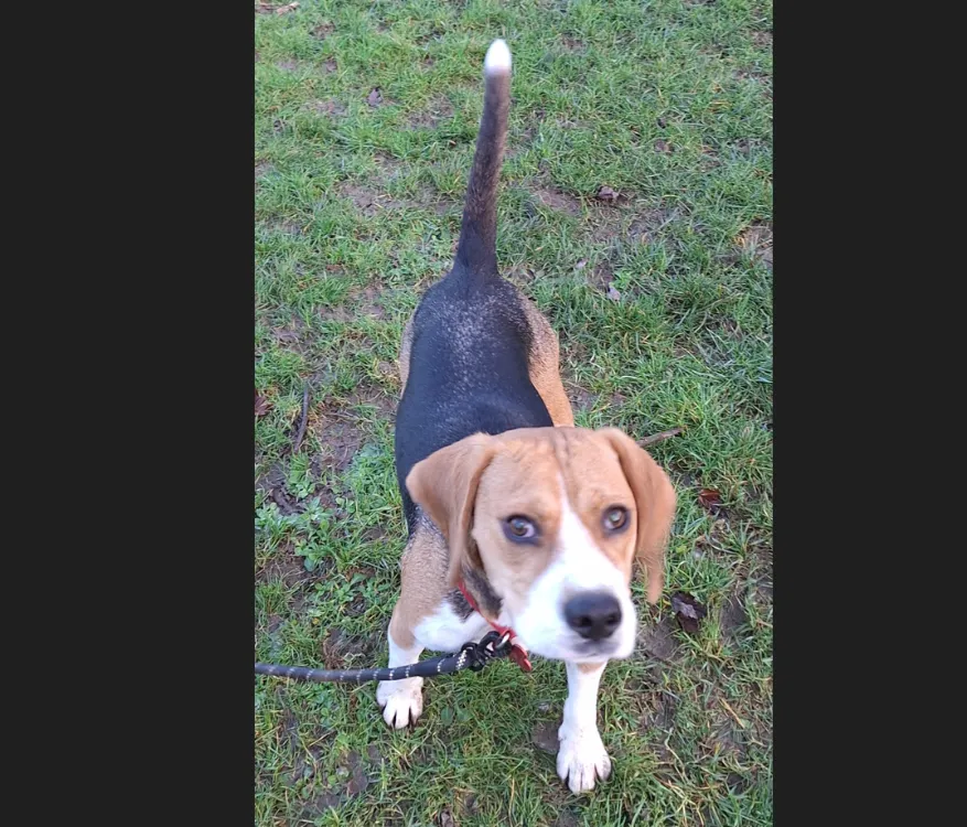 À l'adoption : Urus