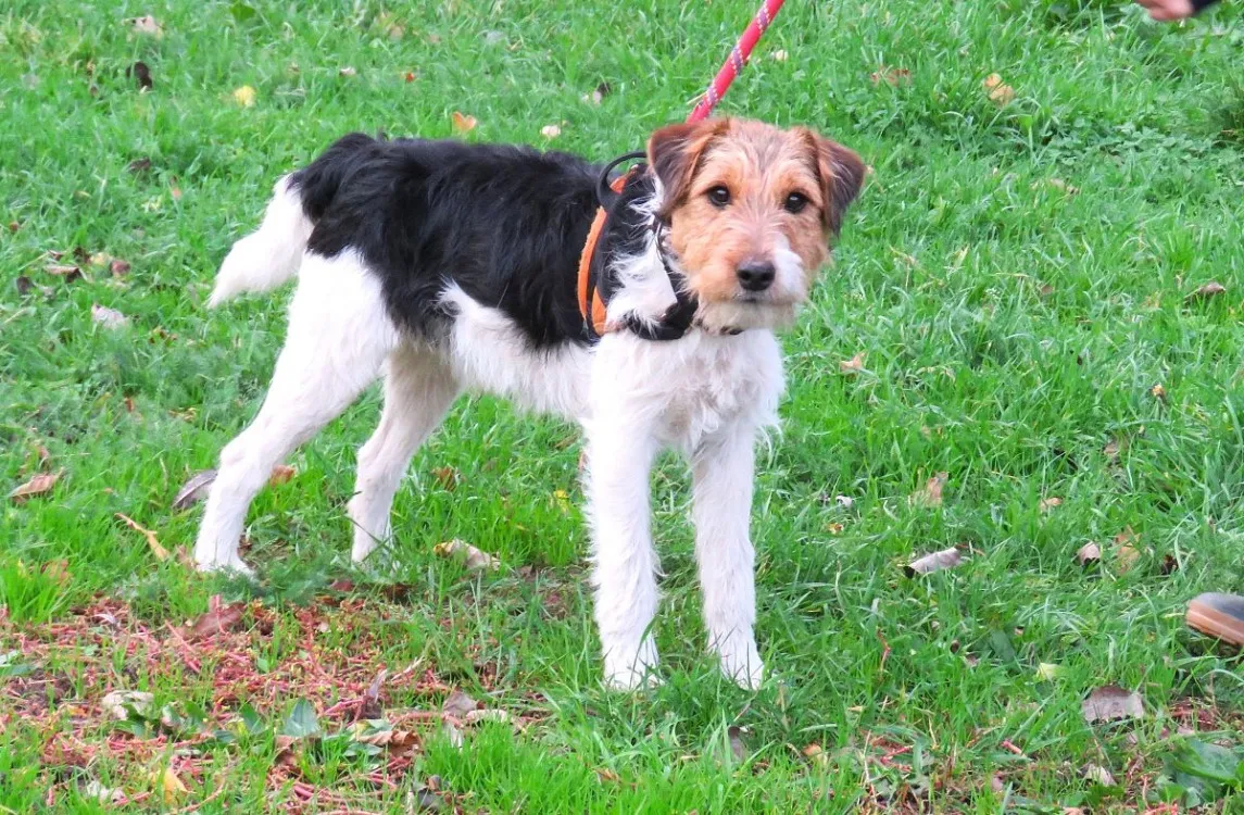 À l'adoption : King