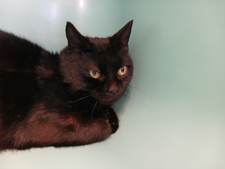 À l'adoption : Onlyou