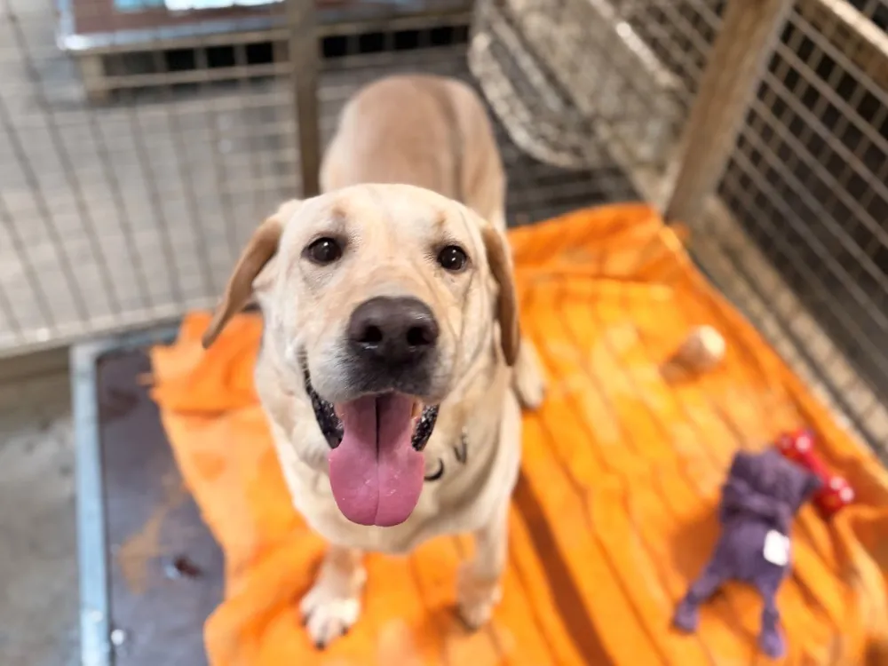 À l'adoption : Louki