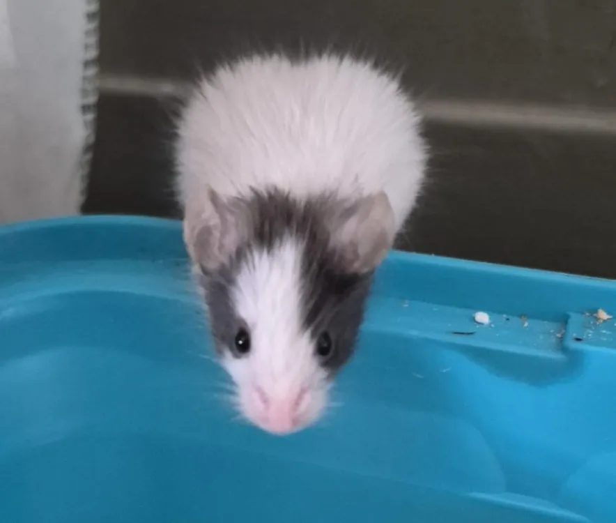 À l'adoption : Pyroli