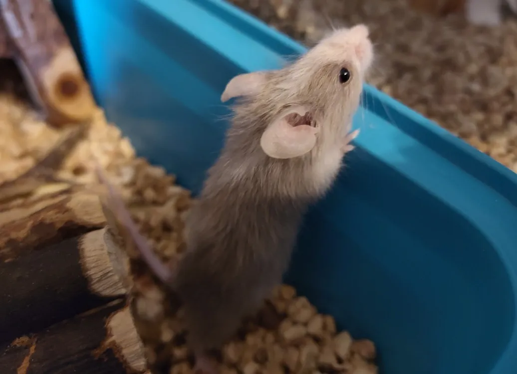 À l'adoption : Aquali