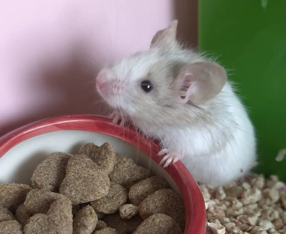 À l'adoption : Rondoudou