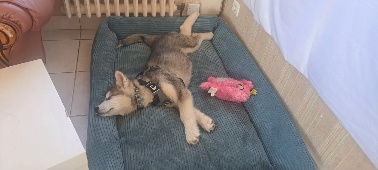 À l'adoption : Abba