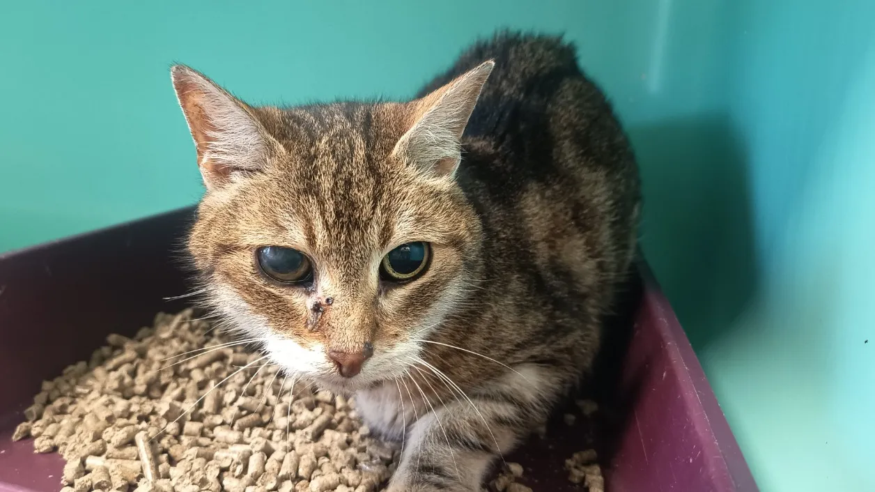 À l'adoption : Lut C