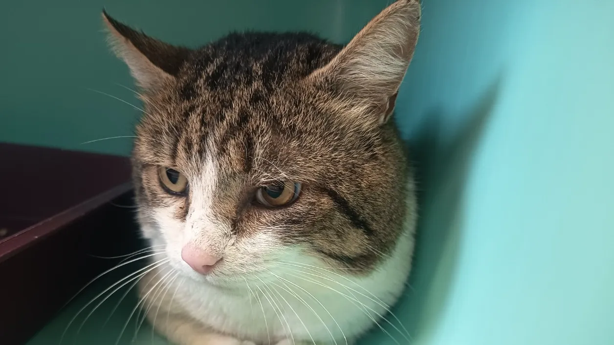 À l'adoption : Foin C