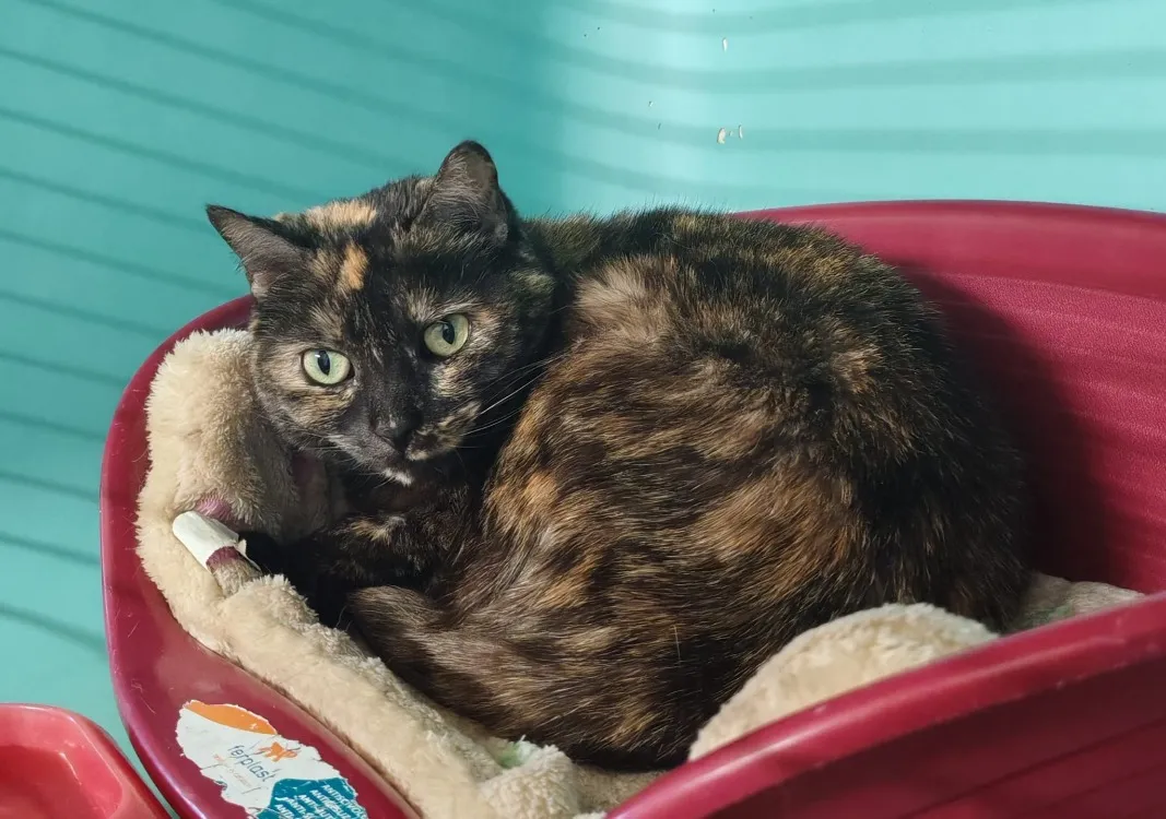 À l'adoption : Chicha