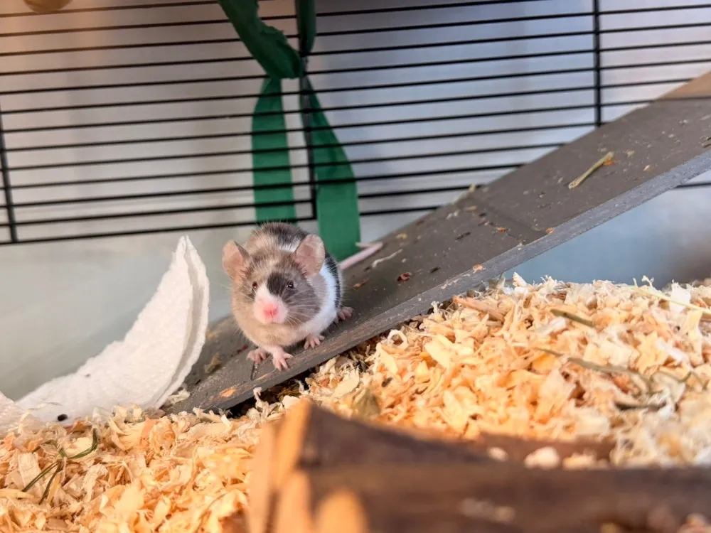 À l'adoption : Aaron