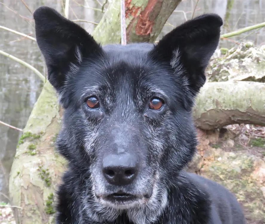 À l'adoption : Nutty