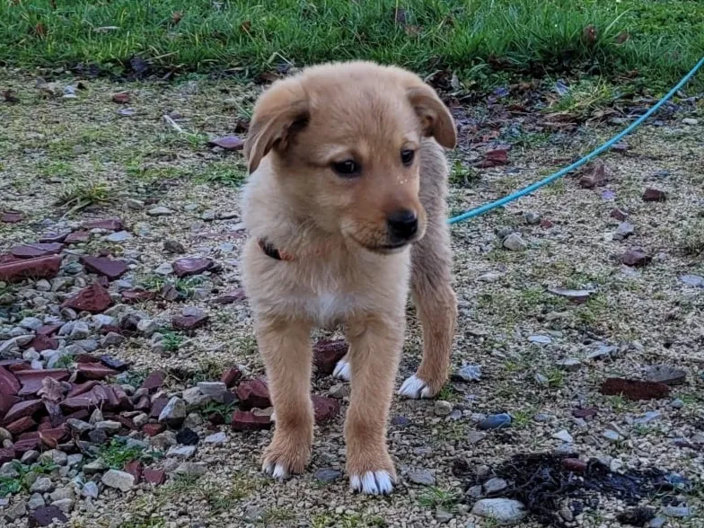 À l'adoption : Babibel