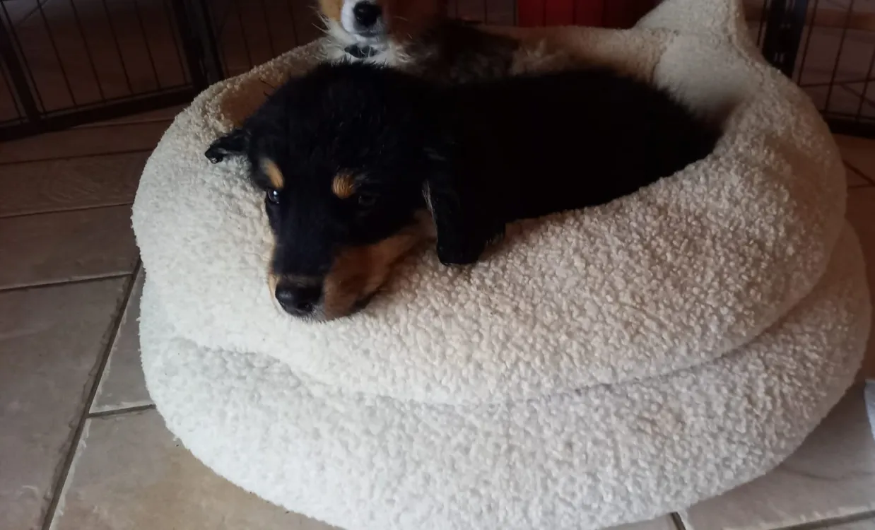 À l'adoption : Bloom