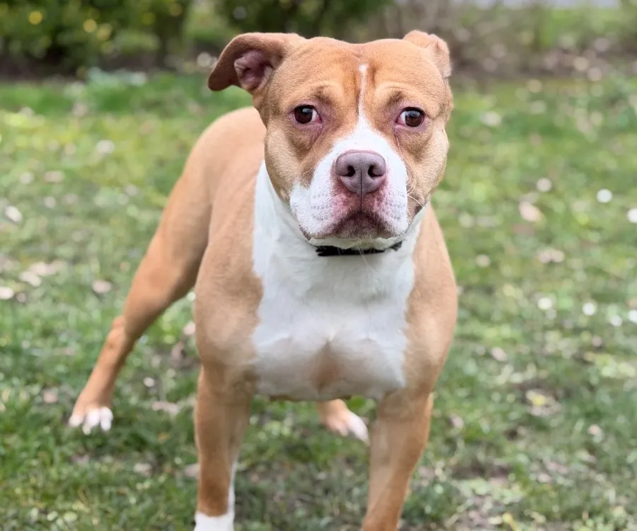 À l'adoption : Vely Caa14774