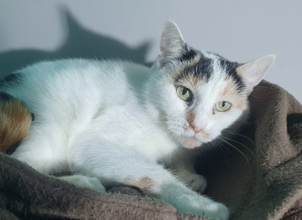 À l'adoption : Gertrude Cha