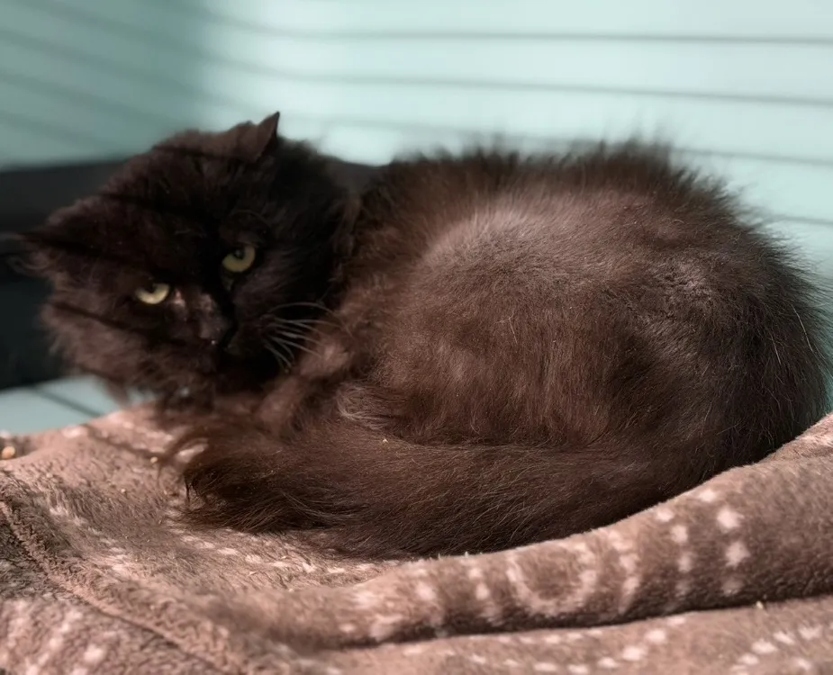 À l'adoption : Méléa Cab4942