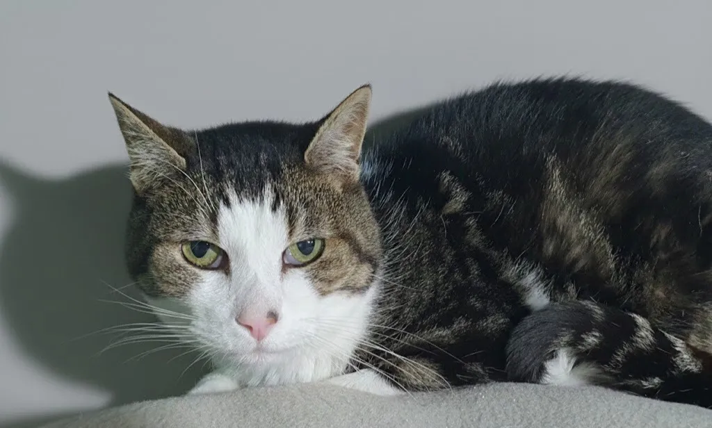 À l'adoption : Pixelle Cha