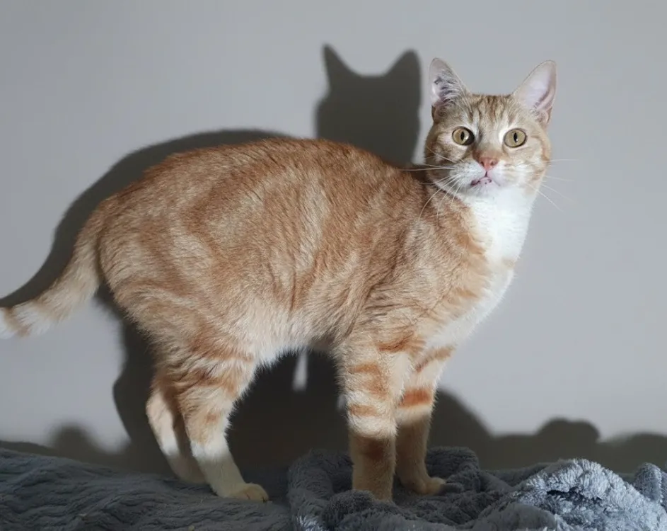 À l'adoption : Potiron Cha