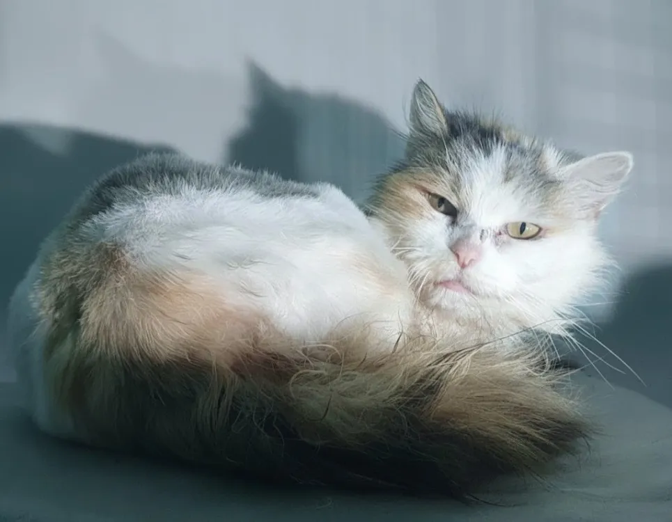 À l'adoption : Noumea Cha