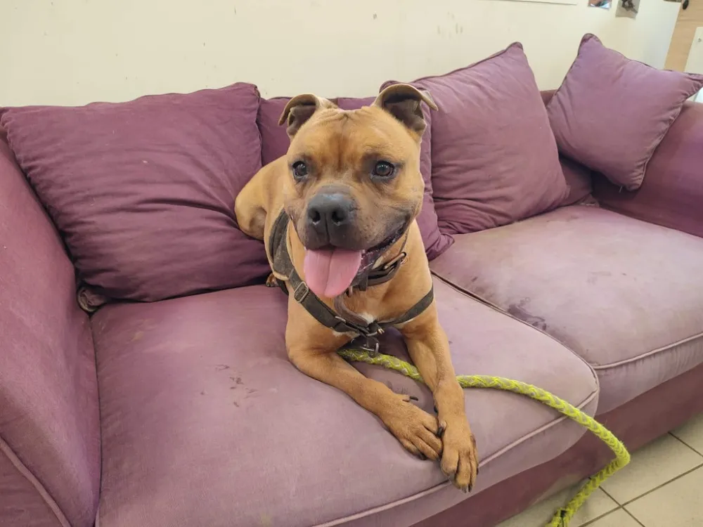 À l'adoption : Daryo Qcn