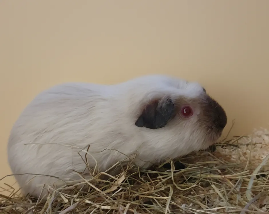 À l'adoption : Talia