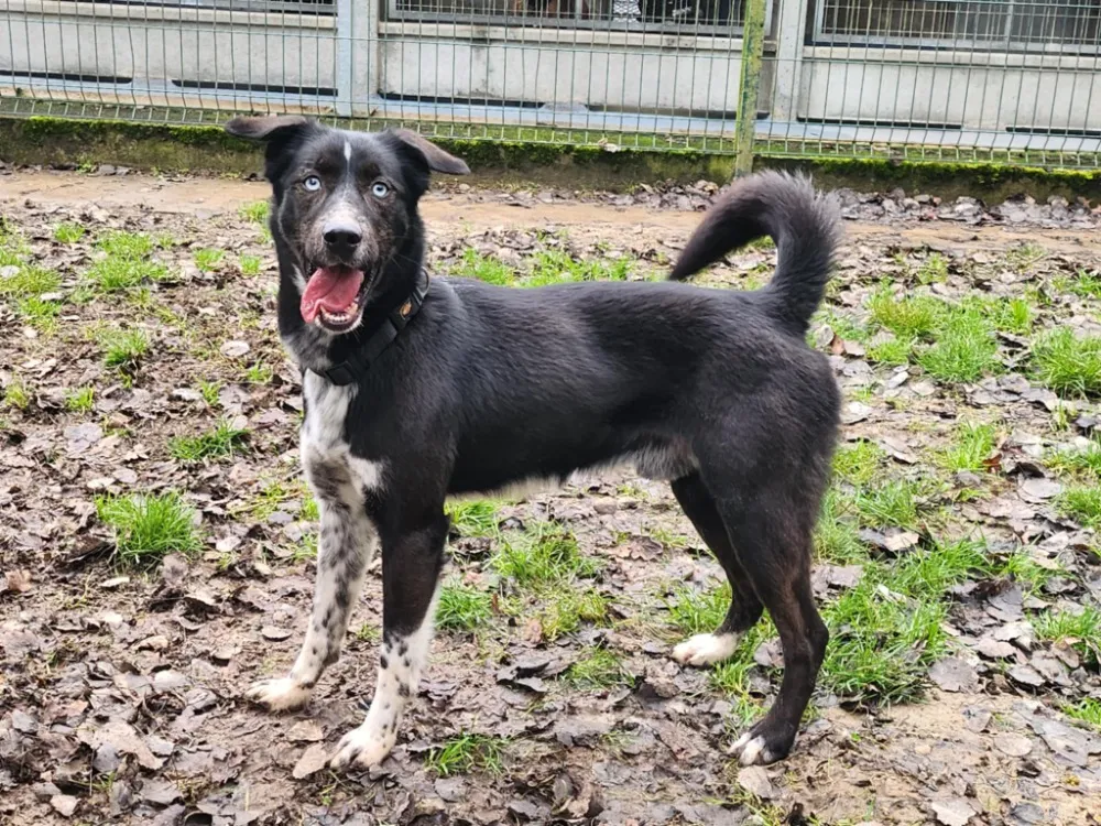 À l'adoption : Furby