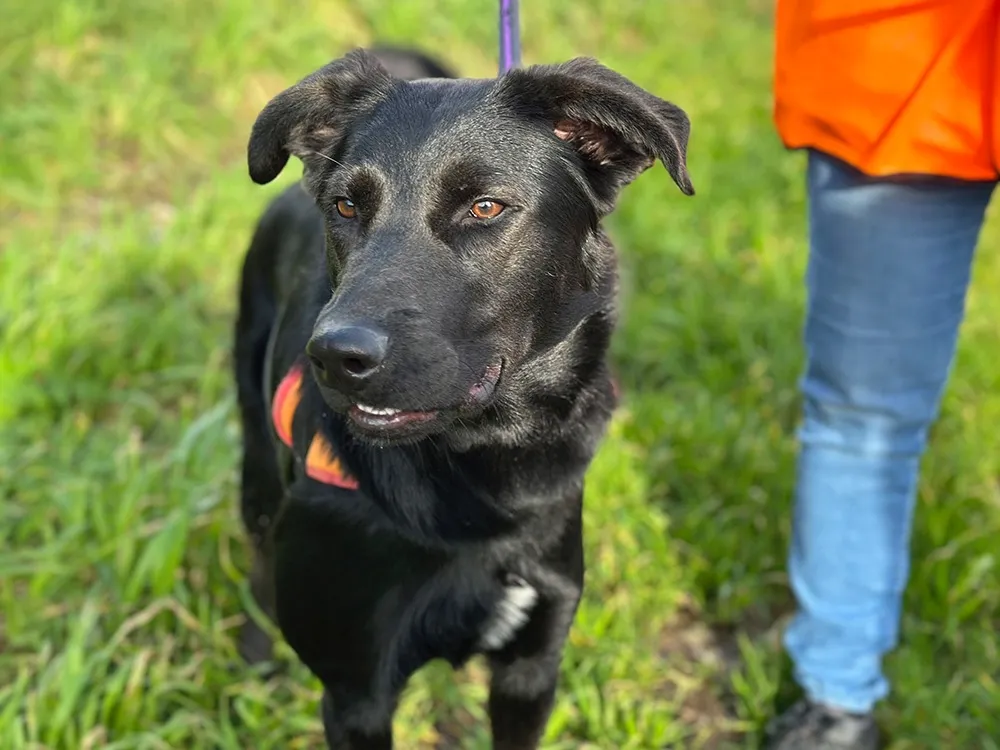 À l'adoption : Arcko