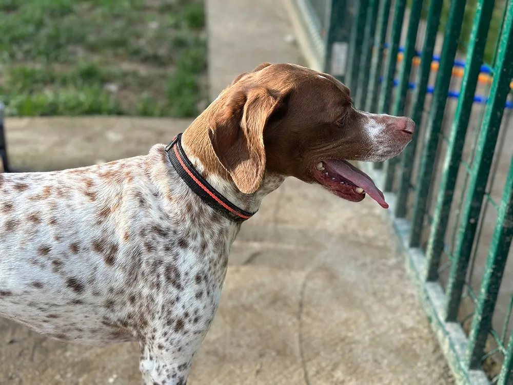 À l'adoption : Opium