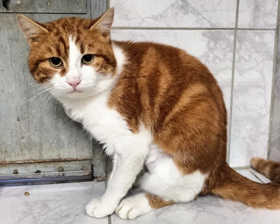 À l'adoption : Caraibe