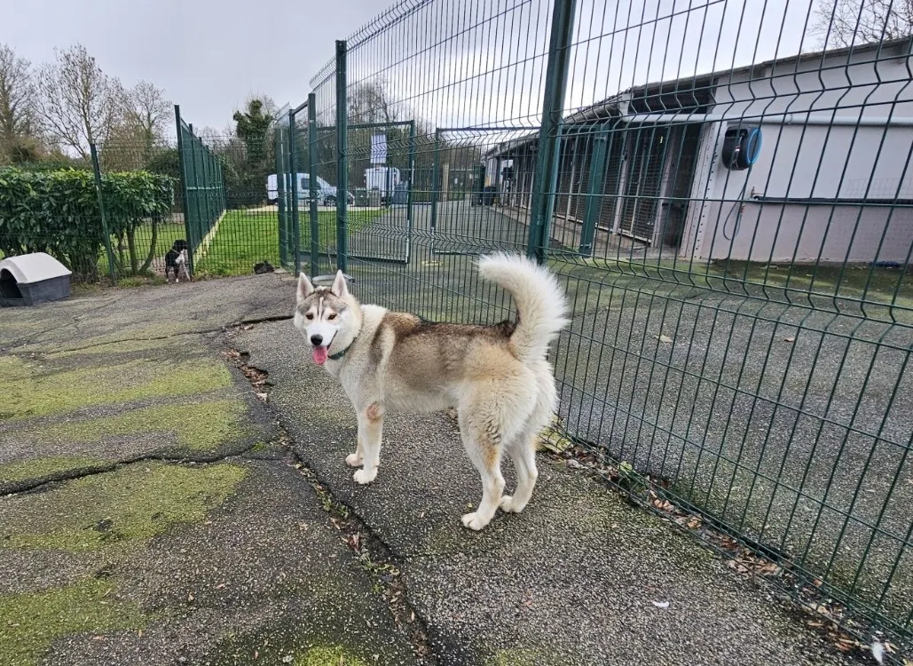 À l'adoption : Wolfy