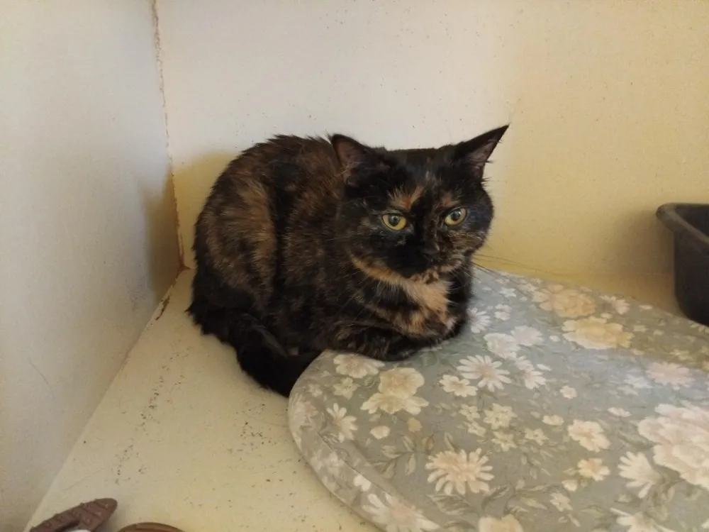 À l'adoption : Pitch Pab28520