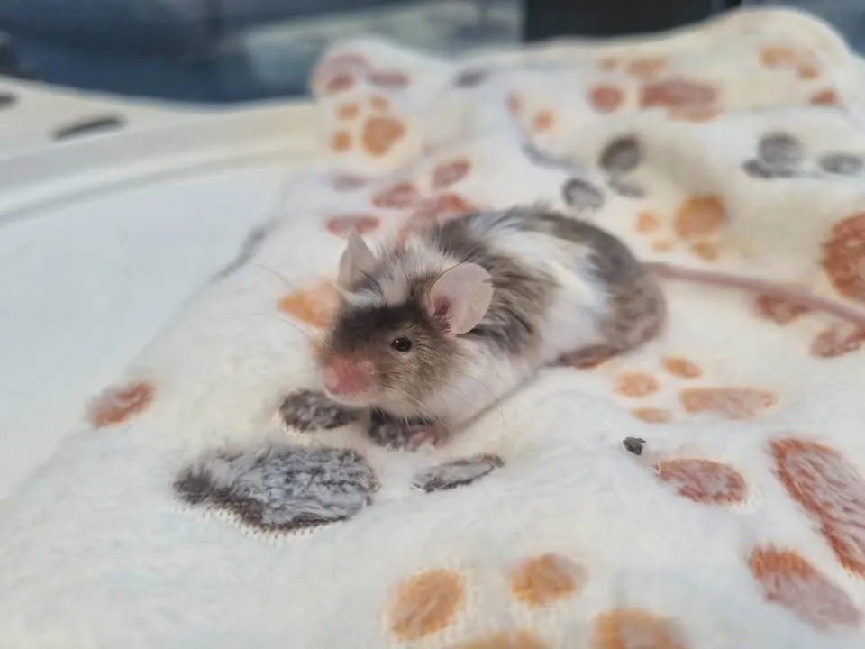 À l'adoption : Souris 6