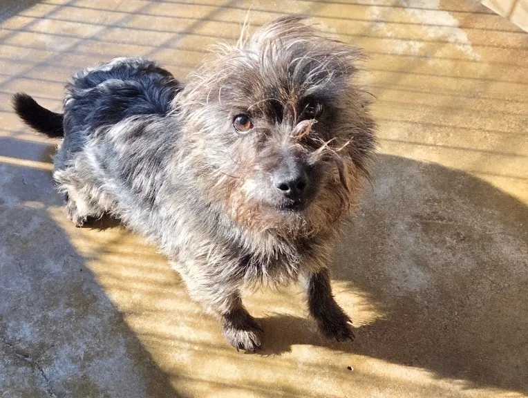 À l'adoption : Roquet