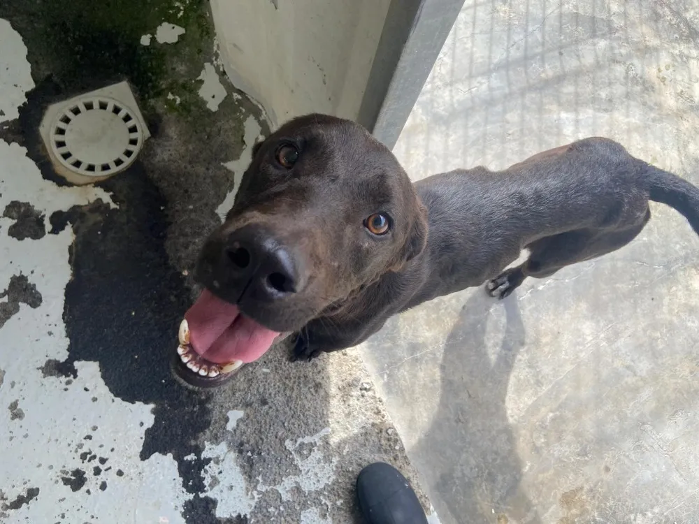 À l'adoption : Jin-Woo