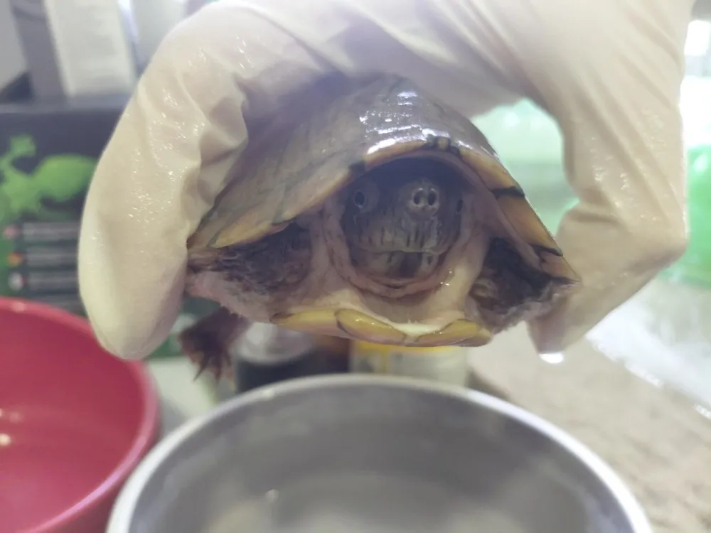 À l'adoption : Brutus