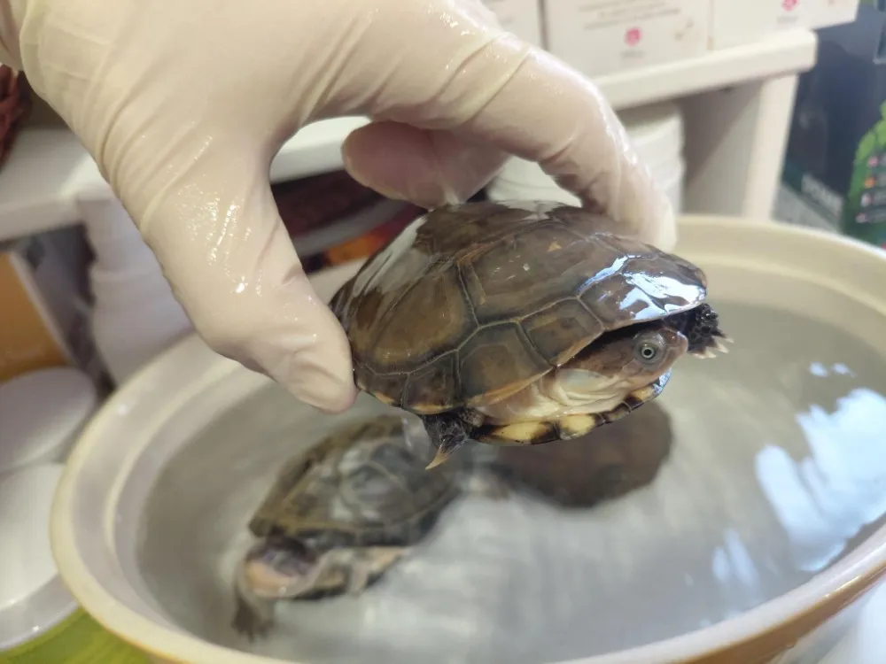 À l'adoption : Michelangelo