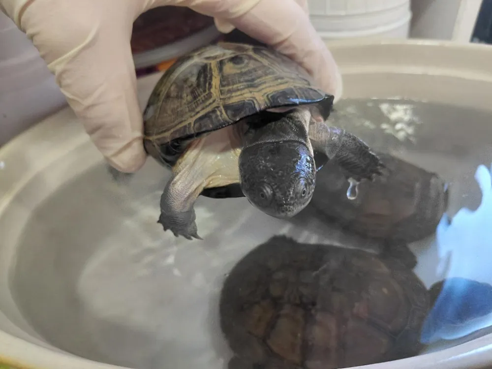 À l'adoption : Raphaelo