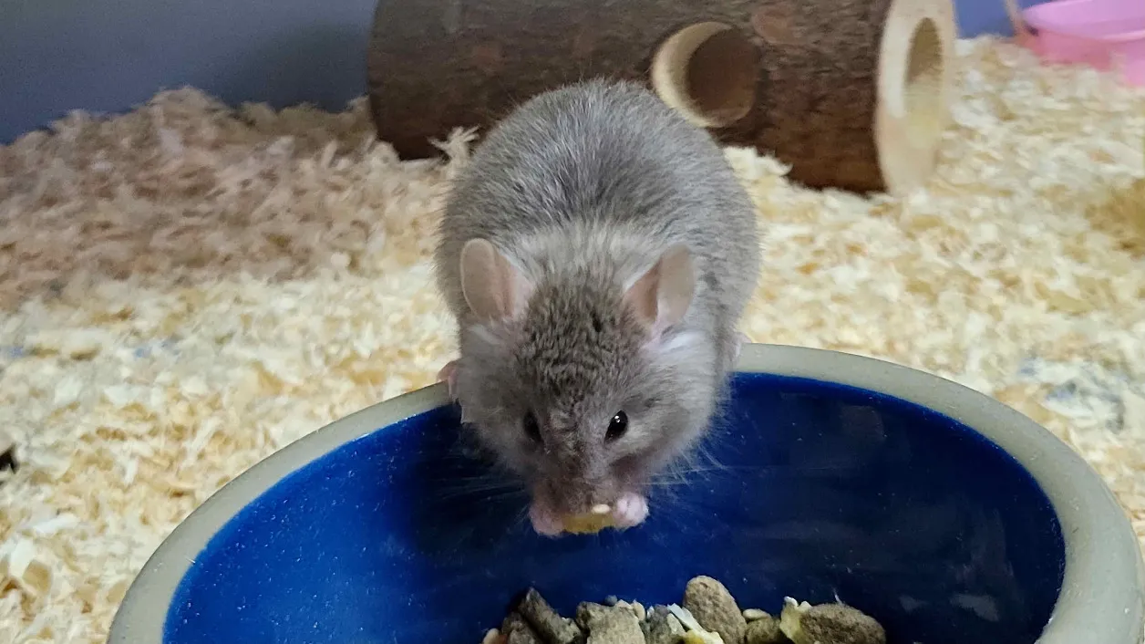 À l'adoption : Mister Jingle