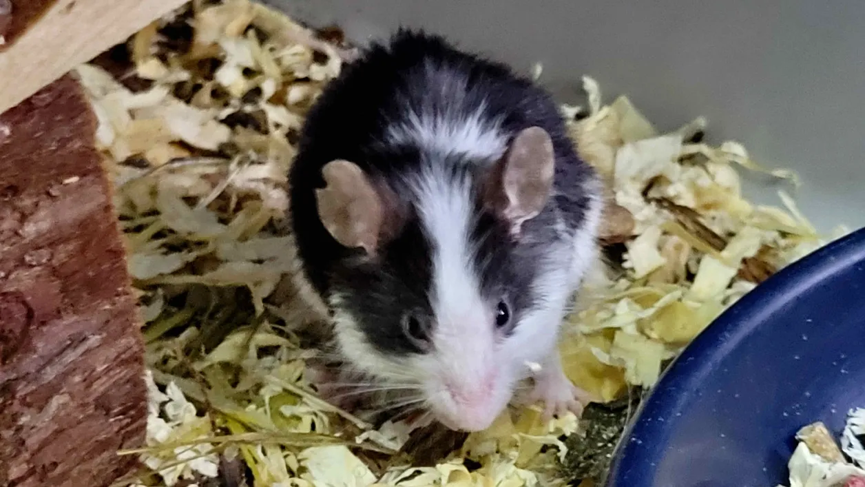 À l'adoption : Squeek