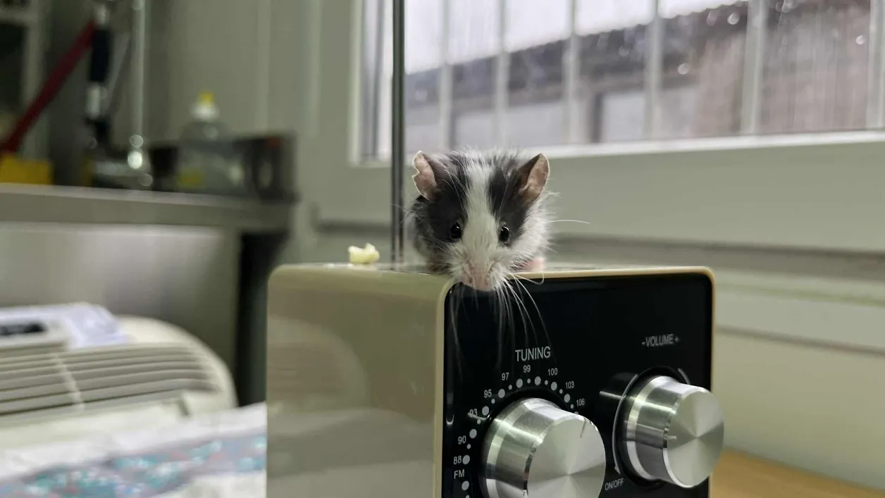 À l'adoption : Minnie